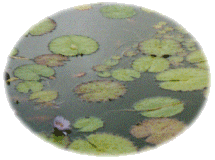 lilypads.gif