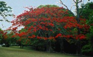 redtree.jpg 185x115